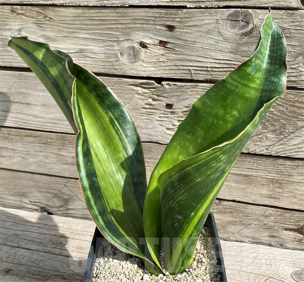 SH6469 Sansevieria 'Malawi Midnight'