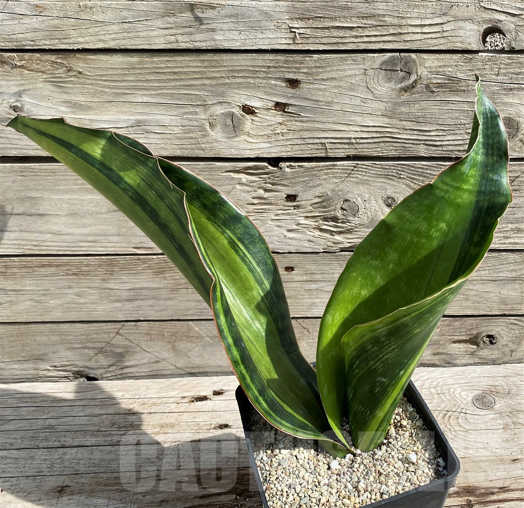 SH6469 Sansevieria 'Malawi Midnight' - Image 3