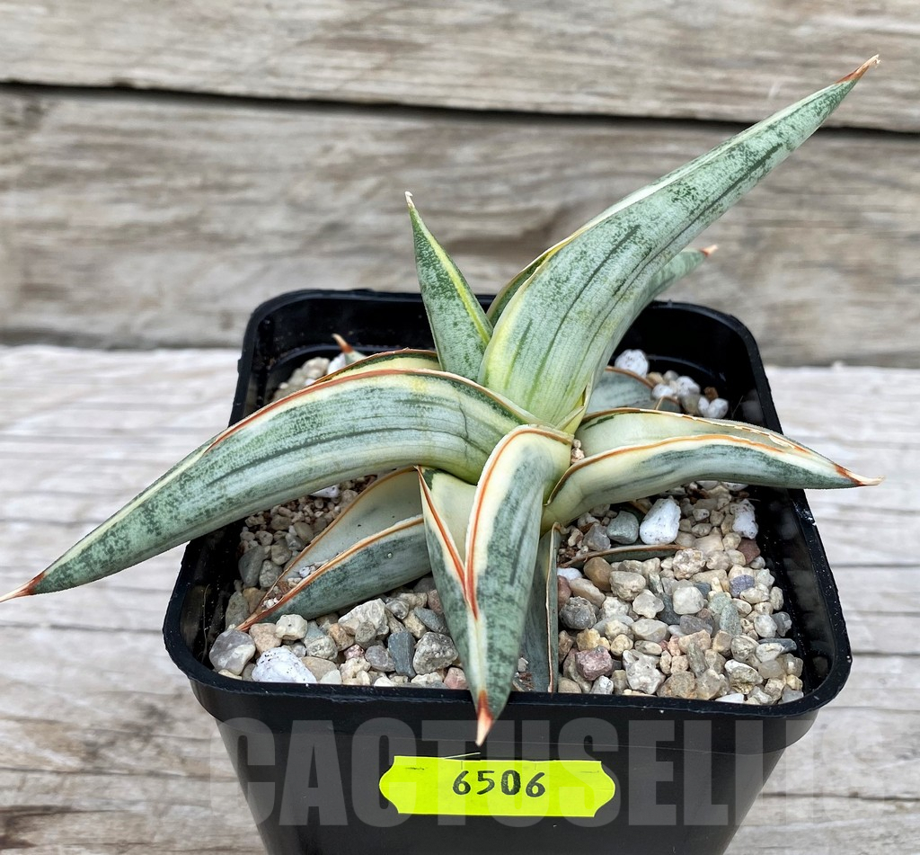 SH6506 Sansevieria 'Blue Clone'