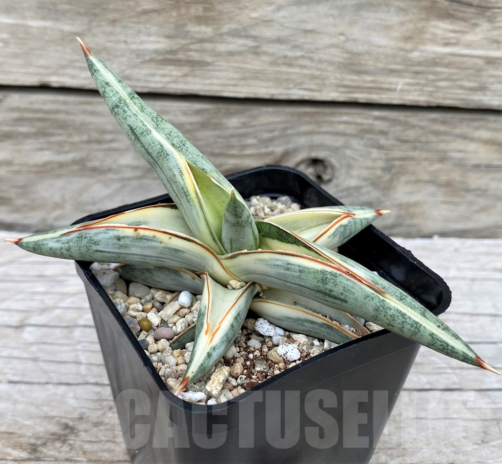 SH6506 Sansevieria 'Blue Clone' - 画像 (2)