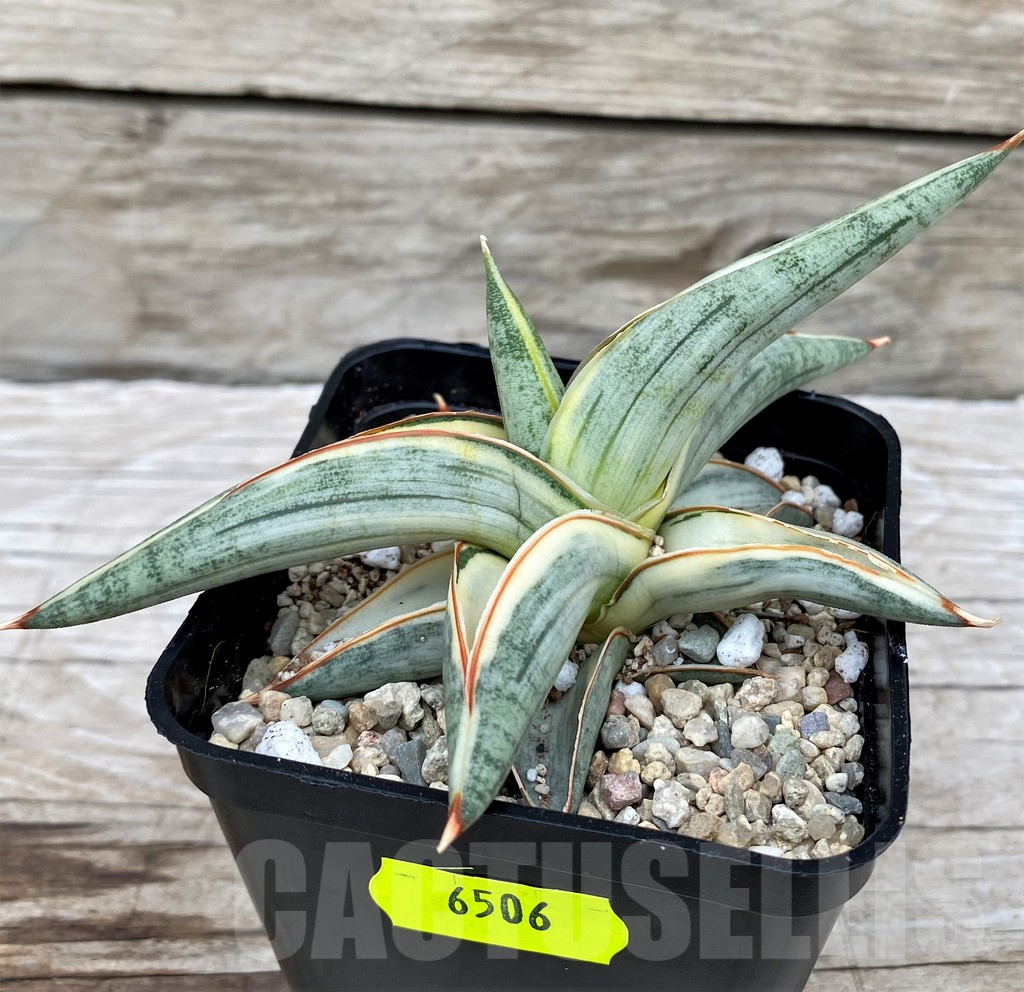 SH6506 Sansevieria 'Blue Clone' - 画像 (3)