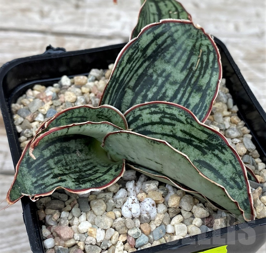 SH6507 Sansevieria 'Cleopatra' - Image 2