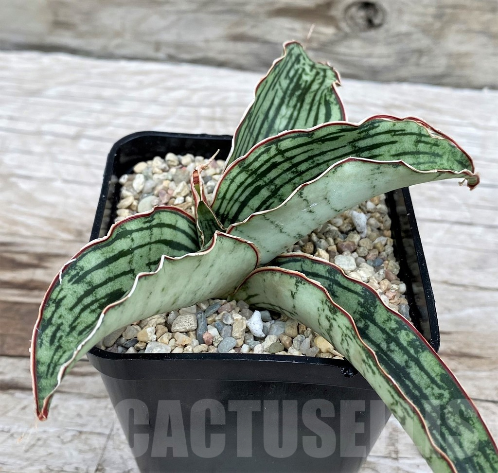 SH6509 Sansevieria 'Cleopatra'