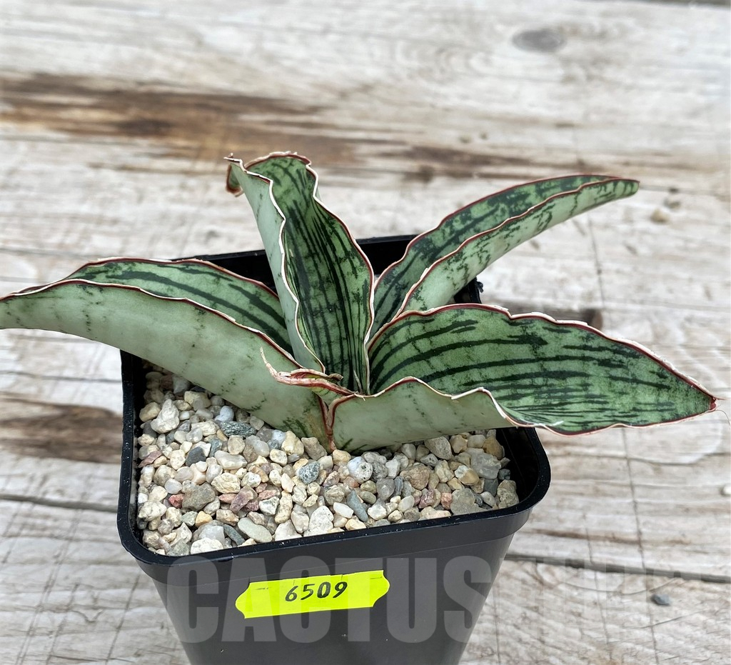 SH6509 Sansevieria 'Cleopatra' - Obrázek 2