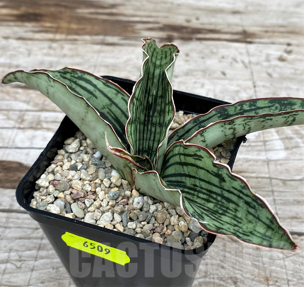 SH6509 Sansevieria 'Cleopatra' - Obrázek 3