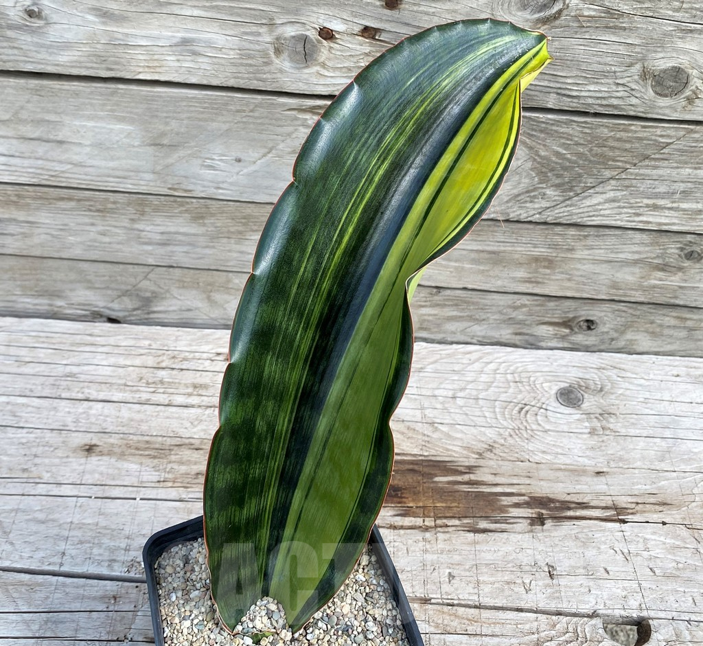 SH6470 Sansevieria 'Malawi Midnight'