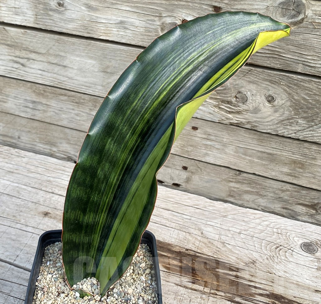 SH6470 Sansevieria 'Malawi Midnight' - Image 2