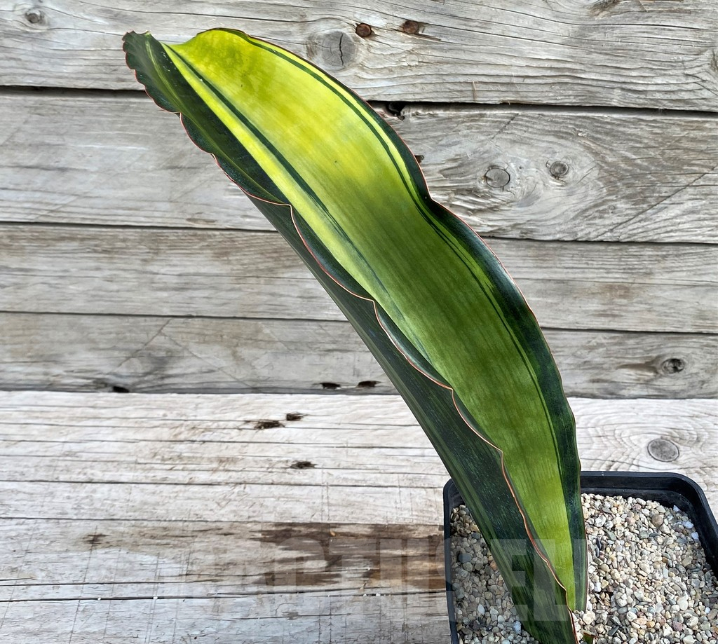 SH6470 Sansevieria 'Malawi Midnight' - Image 3