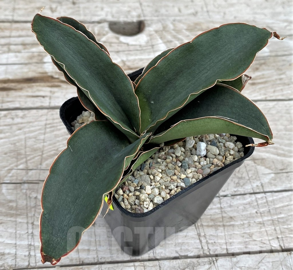 SH6517 Sansevieria ‘Rosalie’ - Image 2