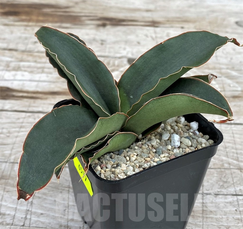 SH6517 Sansevieria ‘Rosalie’