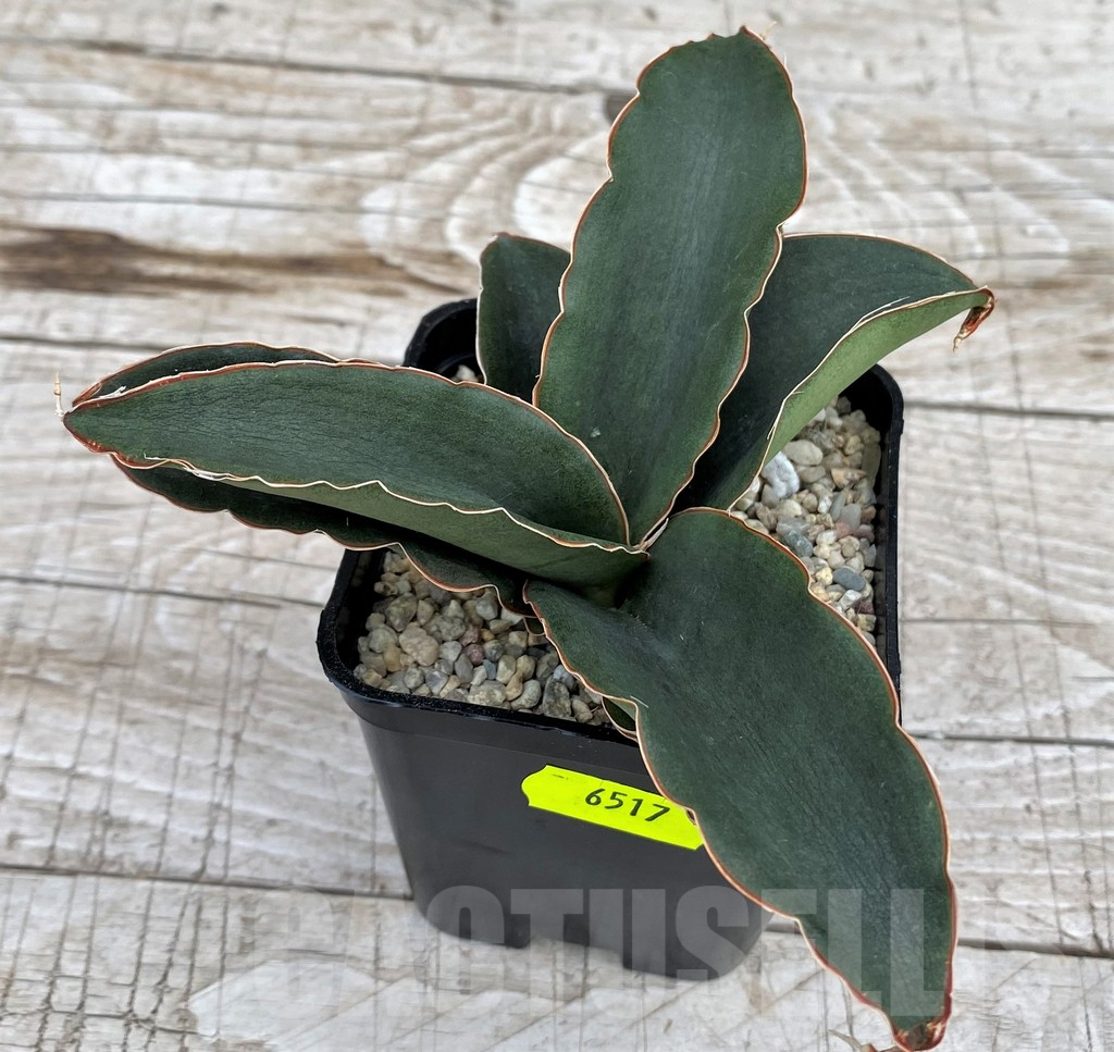 SH6517 Sansevieria ‘Rosalie’ - Image 3