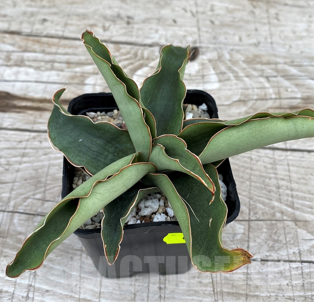 SH6518 Sansevieria ‘Rosalie’ - Image 3