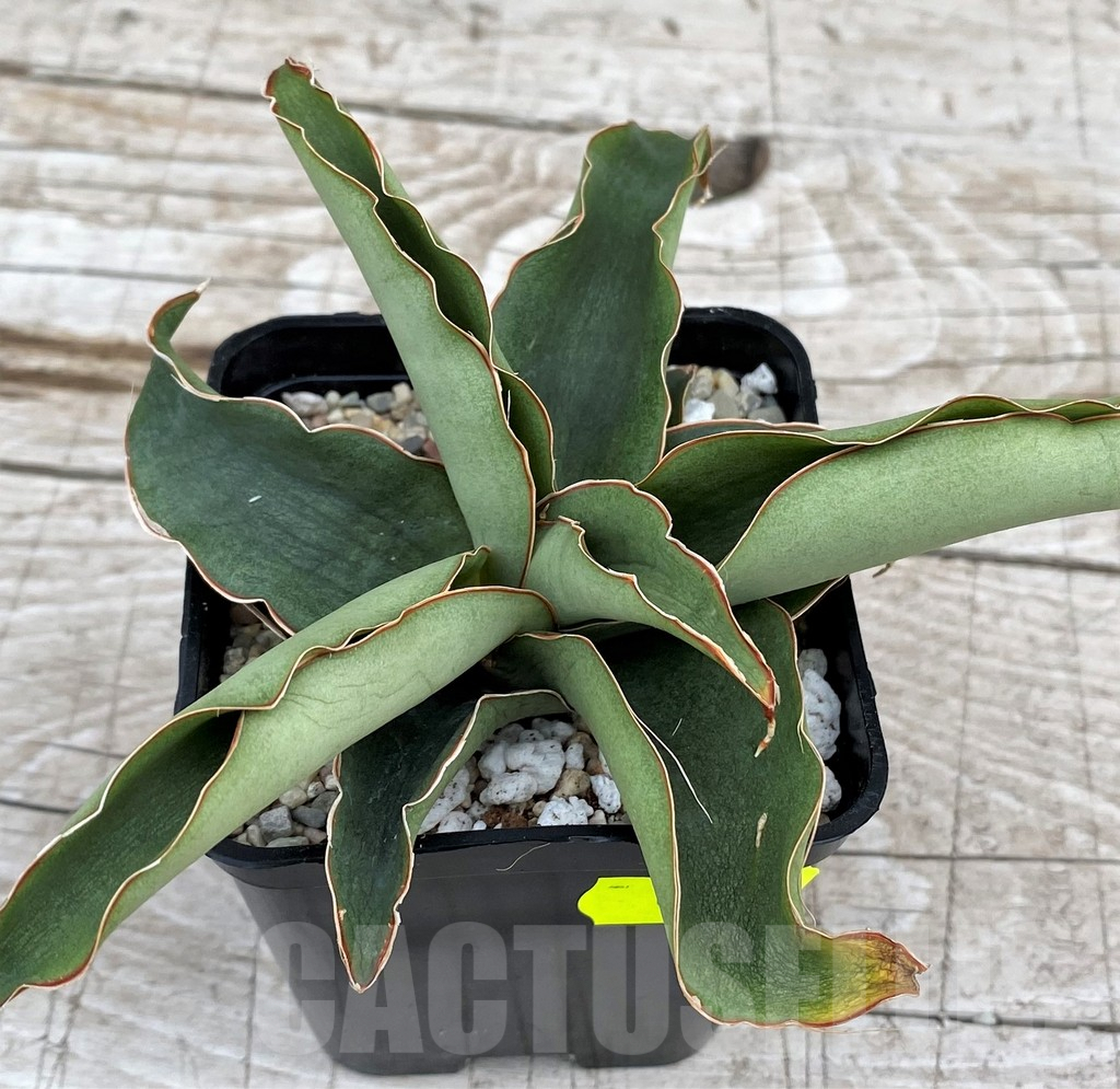 SH6518 Sansevieria ‘Rosalie’ - Image 2