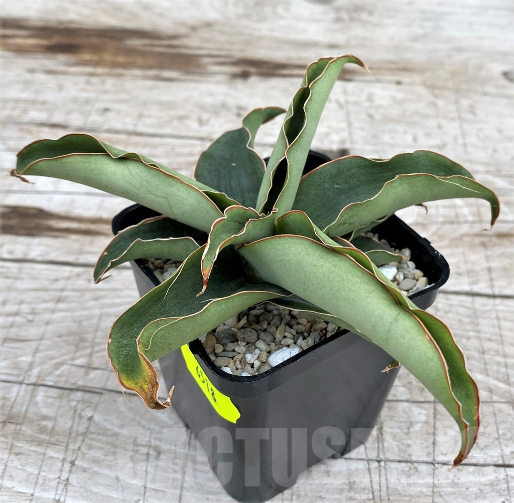SH6518 Sansevieria ‘Rosalie’