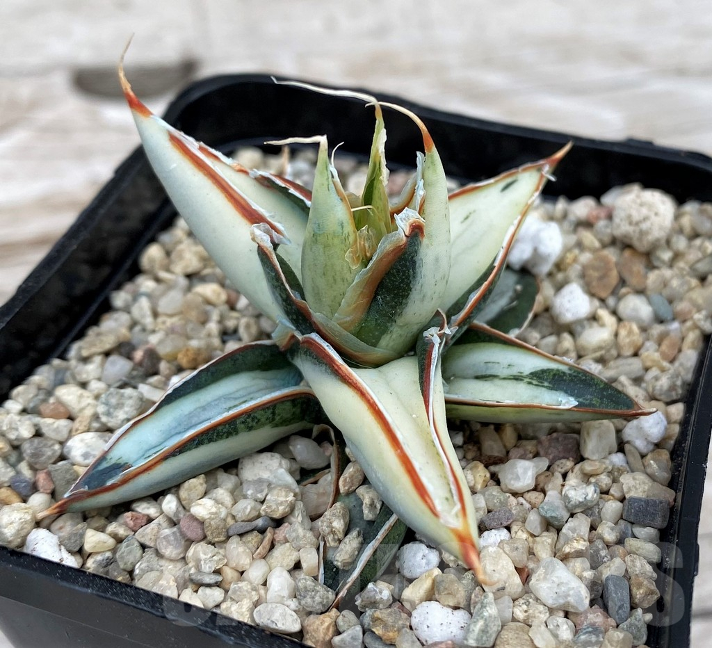 SH6519 Sansevieria 'Silver Clone' mediopicta - Image 2