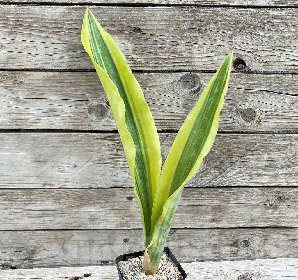 SH6471 Sansevieria 'Yellowstone' - Obrázek 2