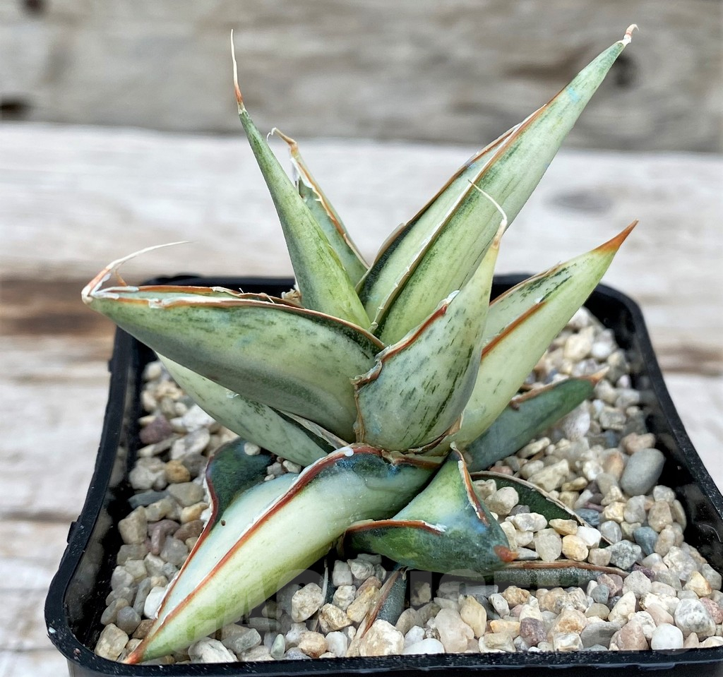 SH6523 Sansevieria 'Silver Clone' mediopicta