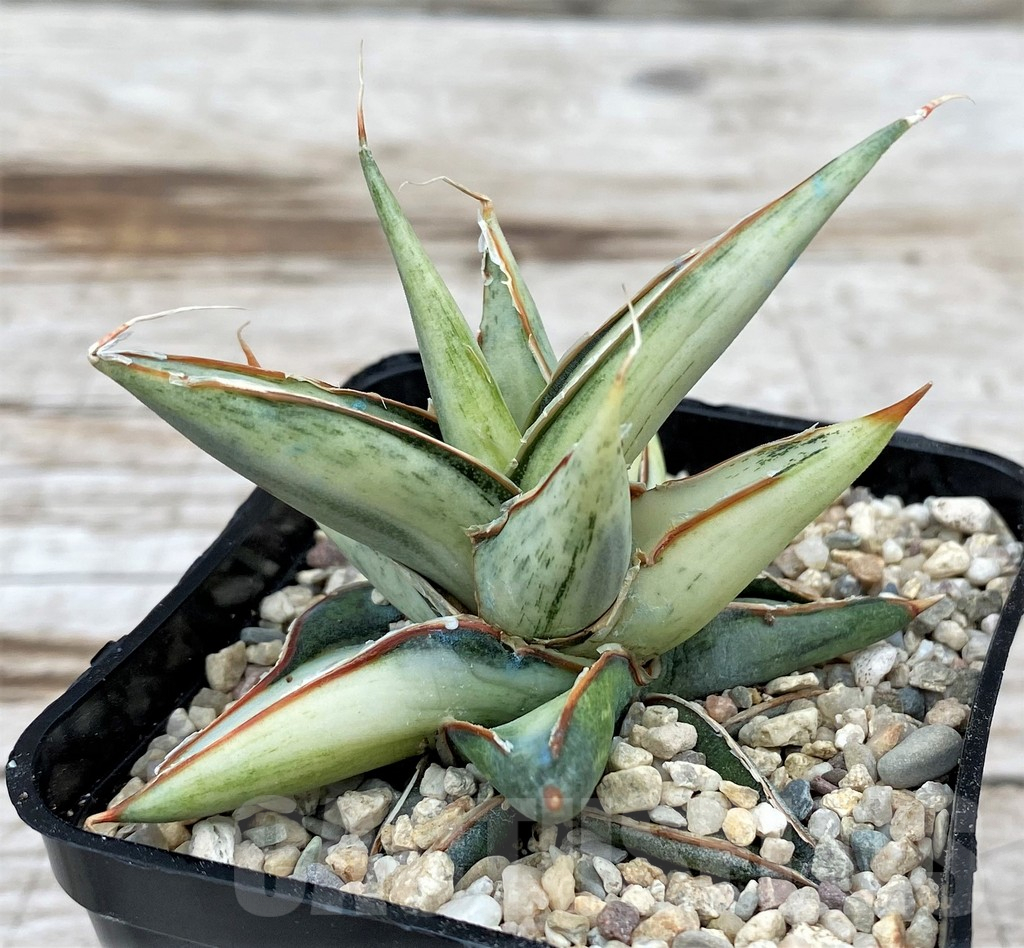 SH6523 Sansevieria 'Silver Clone' mediopicta - immagine 2
