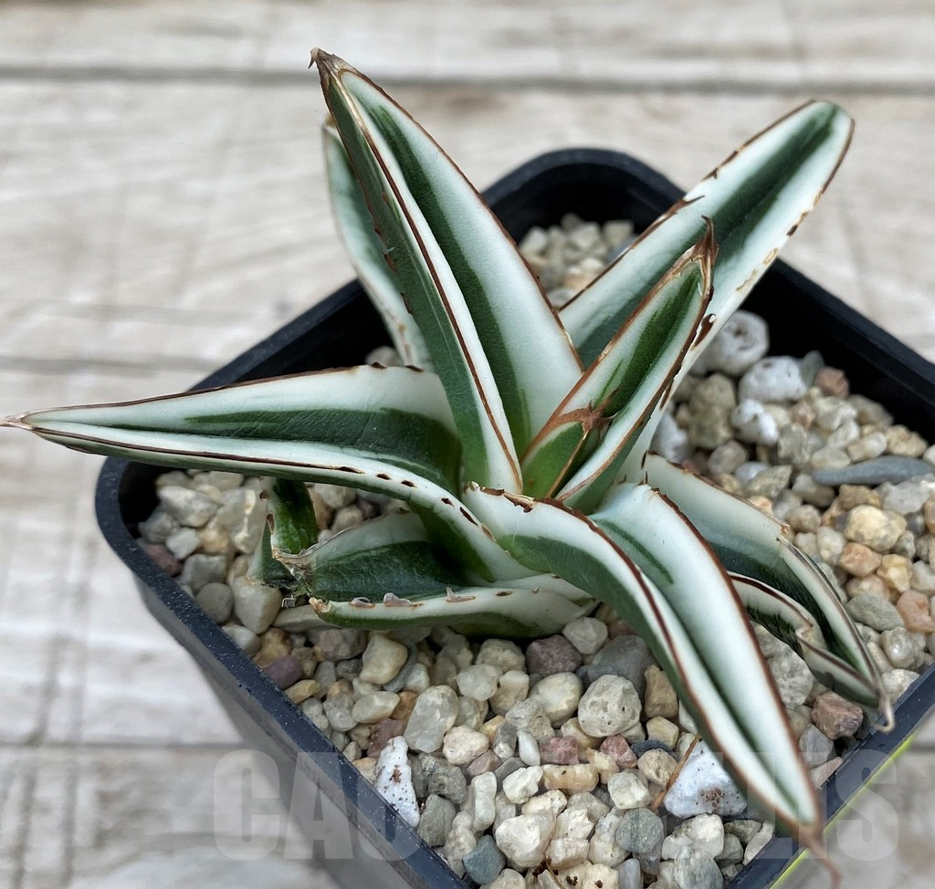 SH6524 Agave victoriae-reginae 'White Rhino'