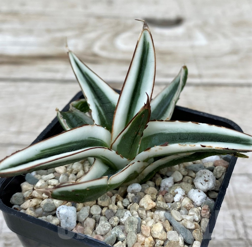 SH6524 Agave victoriae-reginae 'White Rhino' - immagine 2