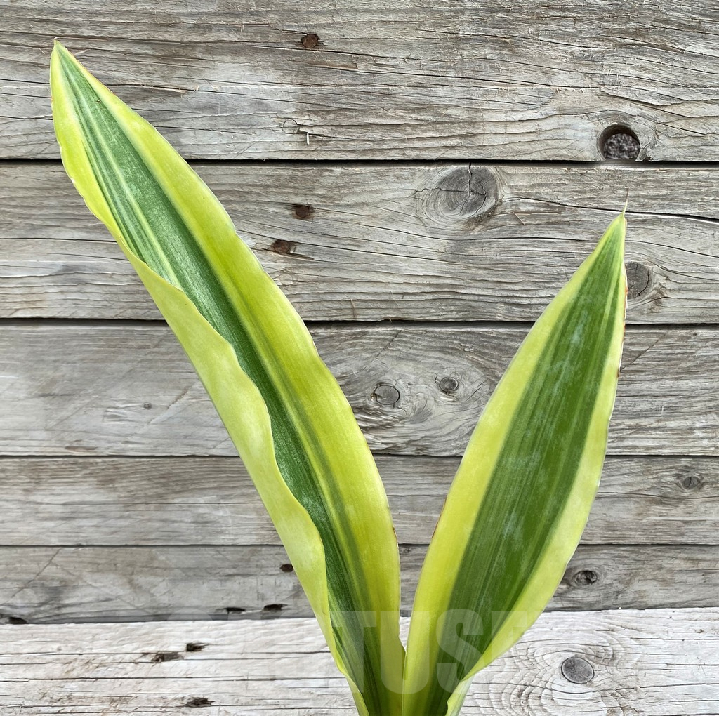 SH6471 Sansevieria 'Yellowstone'