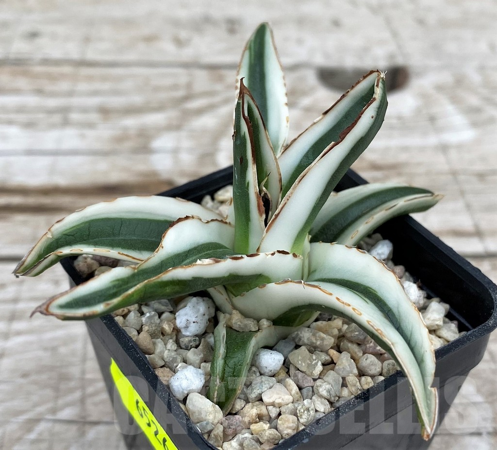 SH6526 Agave victoriae-reginae 'White Rhino'