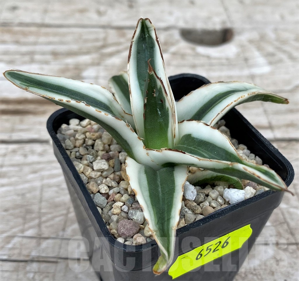 SH6526 Agave victoriae-reginae 'White Rhino' - immagine 2