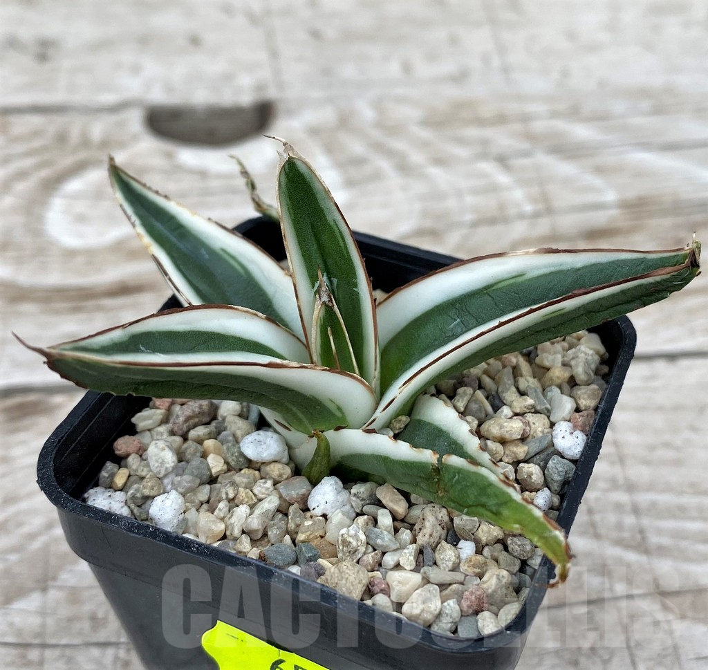 SH6527 Agave victoriae-reginae 'White Rhino' - immagine 3