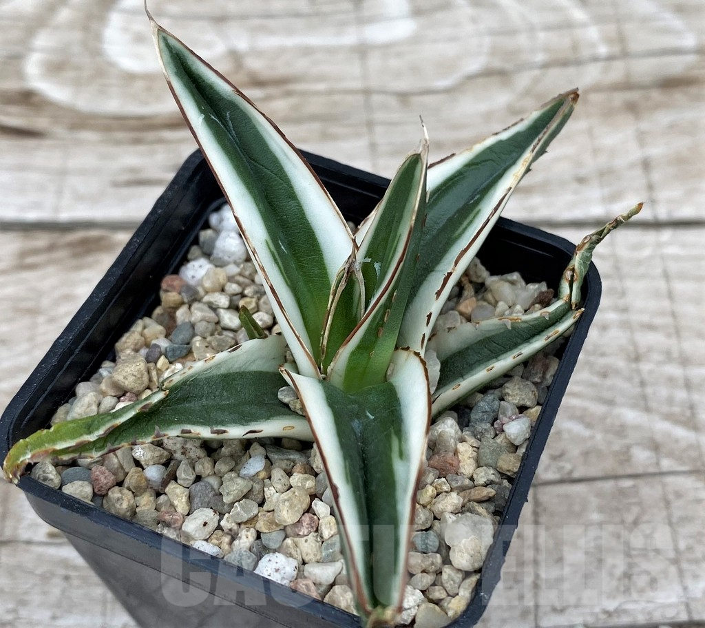 SH6527 Agave victoriae-reginae 'White Rhino' - immagine 2