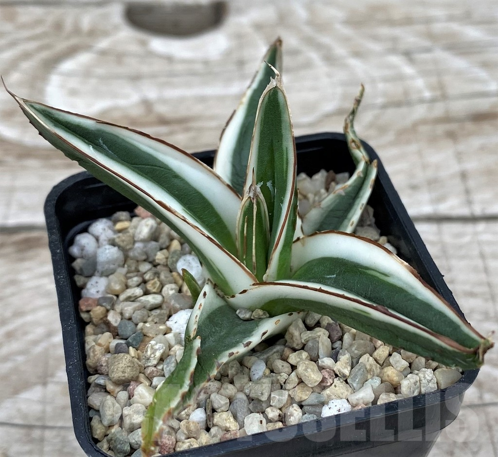SH6527 Agave victoriae-reginae 'White Rhino'