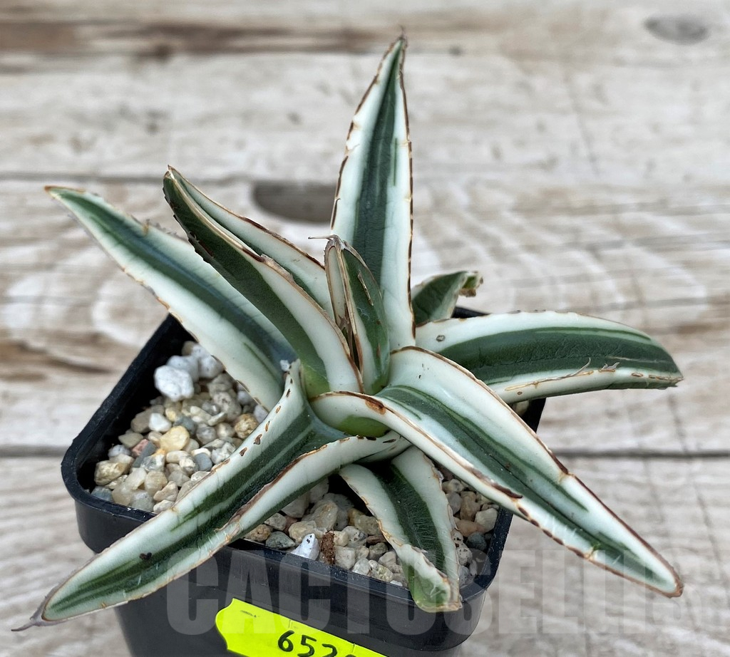SH6528 Agave victoriae-reginae 'White Rhino' - Image 2