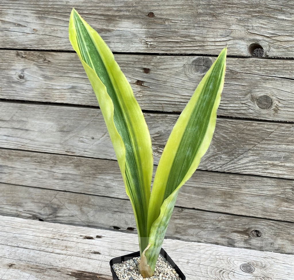 SH6471 Sansevieria 'Yellowstone' - Obrázek 3