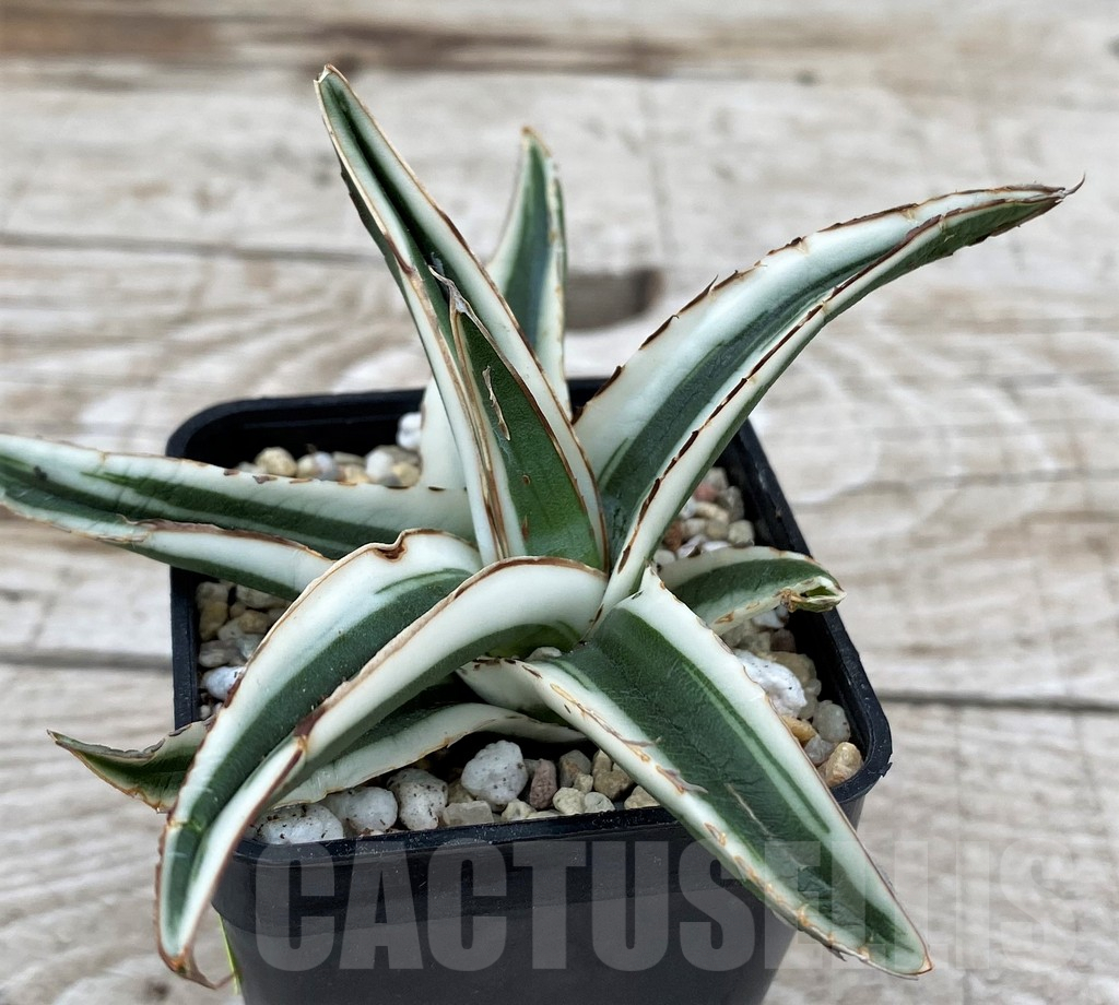 SH6528 Agave victoriae-reginae 'White Rhino'