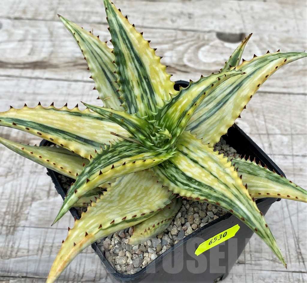 SH6530 Aloe jucunda f. variegata - Image 2