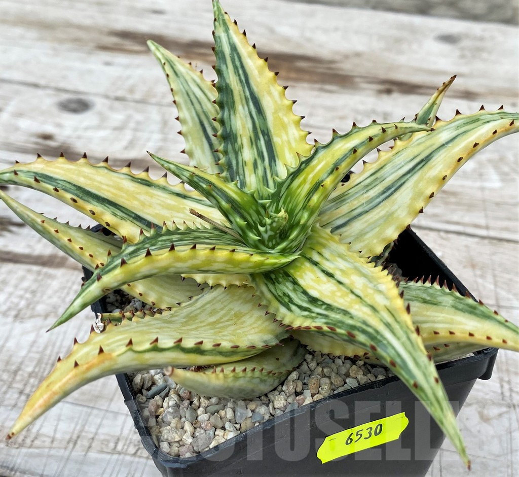 SH6530 Aloe jucunda f. variegata