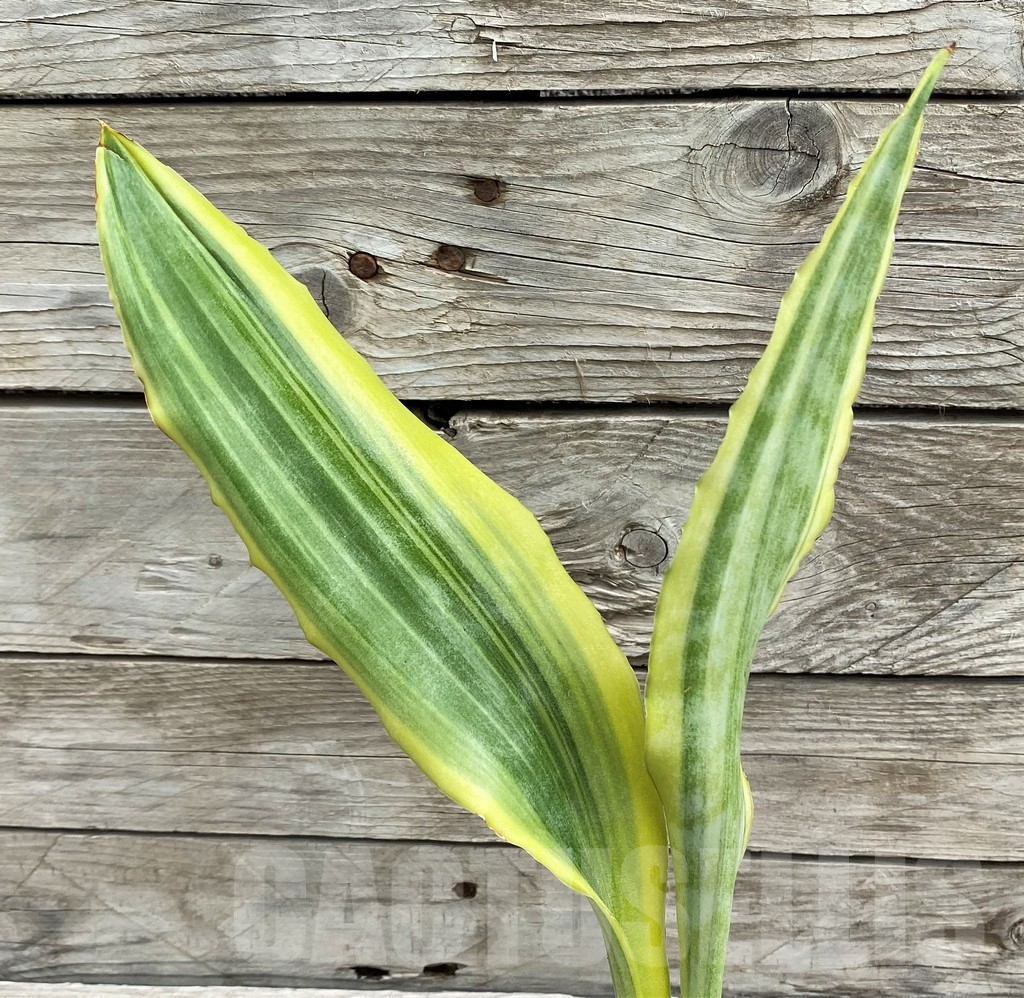 SH6475 Sansevieria 'Yellowstone' - immagine 2