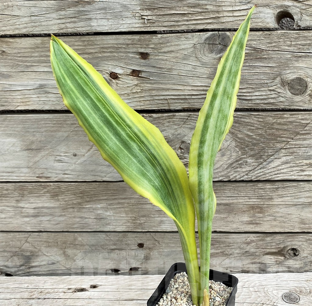 SH6475 Sansevieria 'Yellowstone' - immagine 3