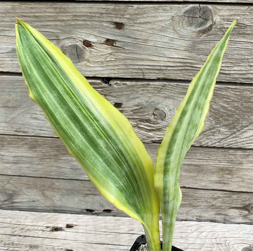 SH6475 Sansevieria 'Yellowstone'