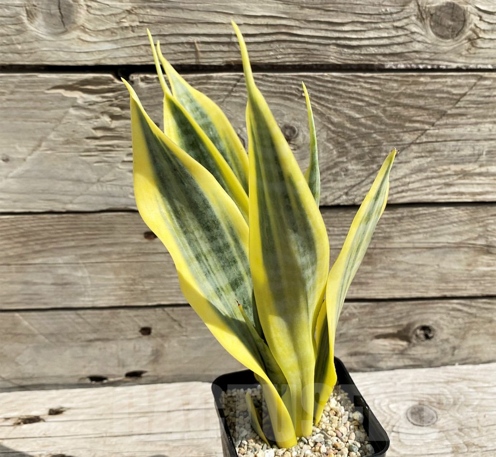 SH6476 Sansevieria trifasciata 'Yellow Thrive' - Image 3