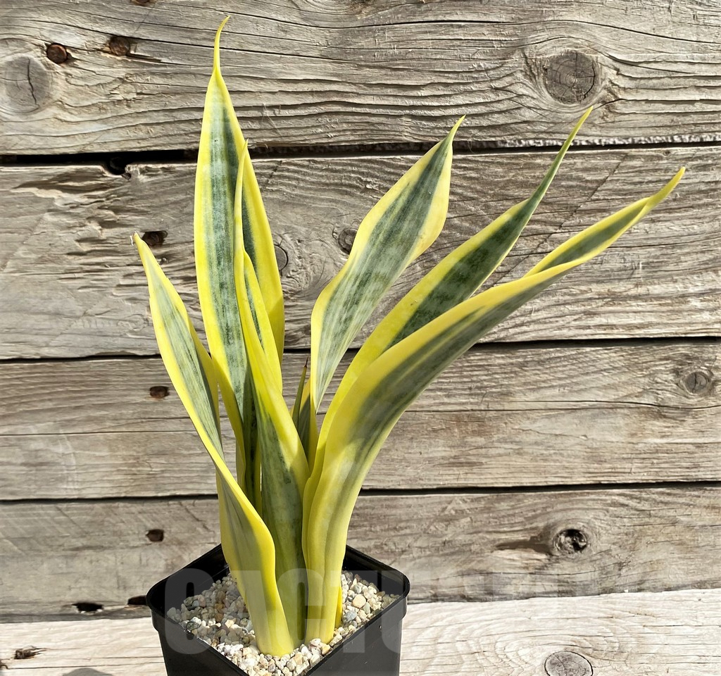 SH6476 Sansevieria trifasciata 'Yellow Thrive' - Image 2