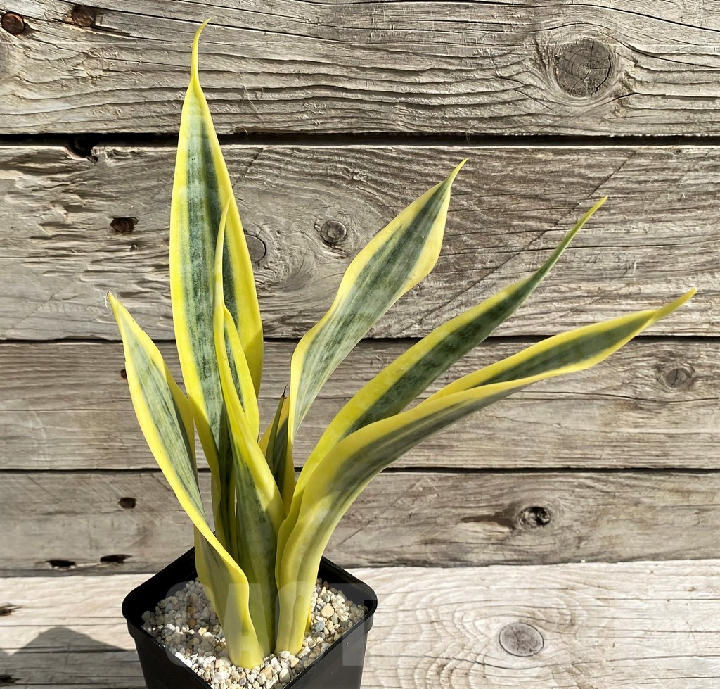 SH6476 Sansevieria trifasciata 'Yellow Thrive'