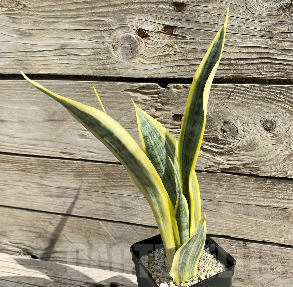 SH6477 Sansevieria trifasciata 'Yellow Thrive' - Image 2