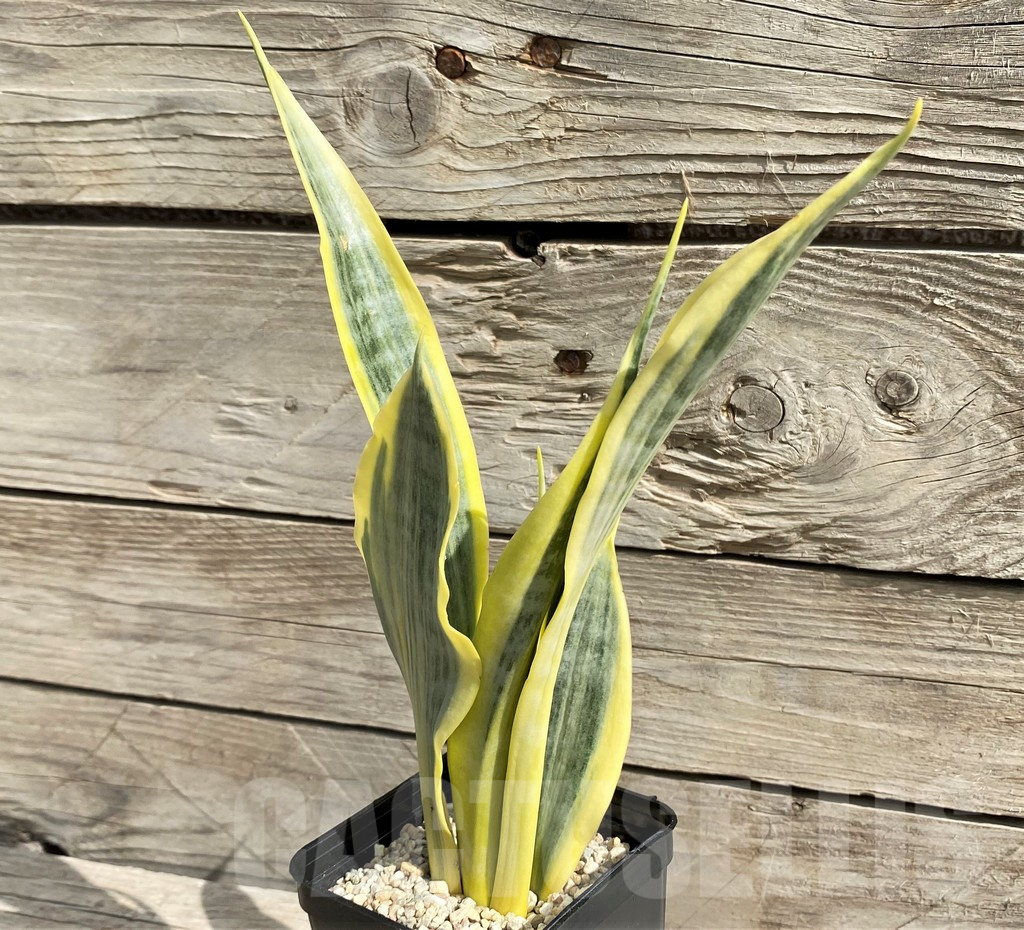 SH6477 Sansevieria trifasciata 'Yellow Thrive'