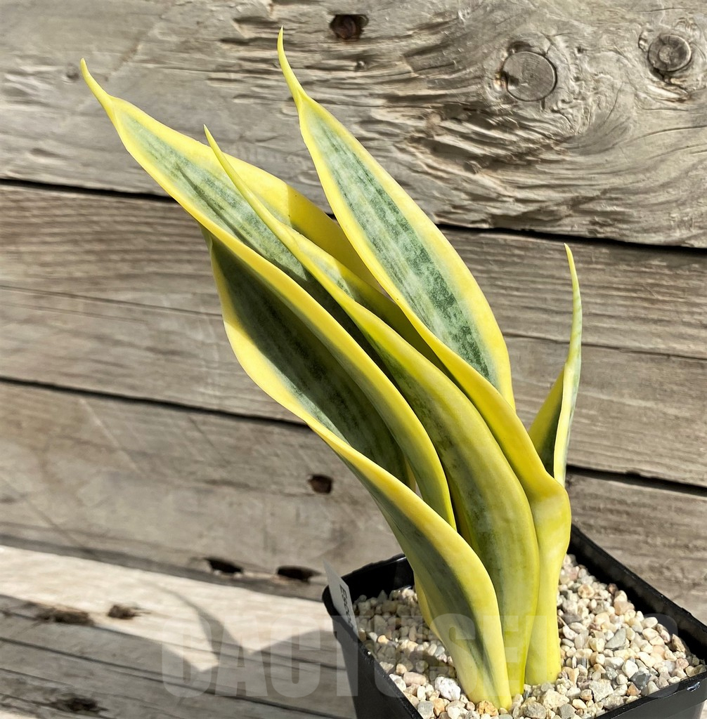 SH6478 Sansevieria trifasciata 'Yellow Thrive'
