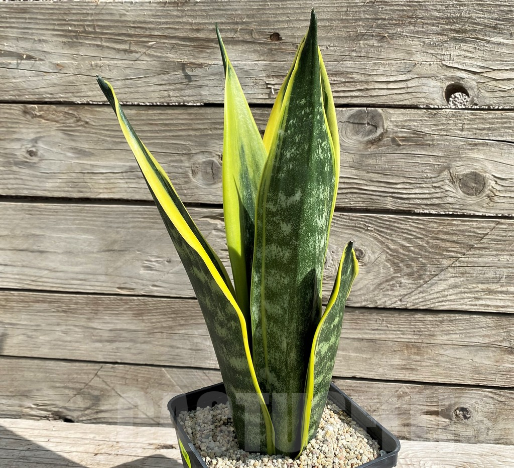 SH6467 Sansevieria trifasciata 'Golden Flame' - Imagen 2