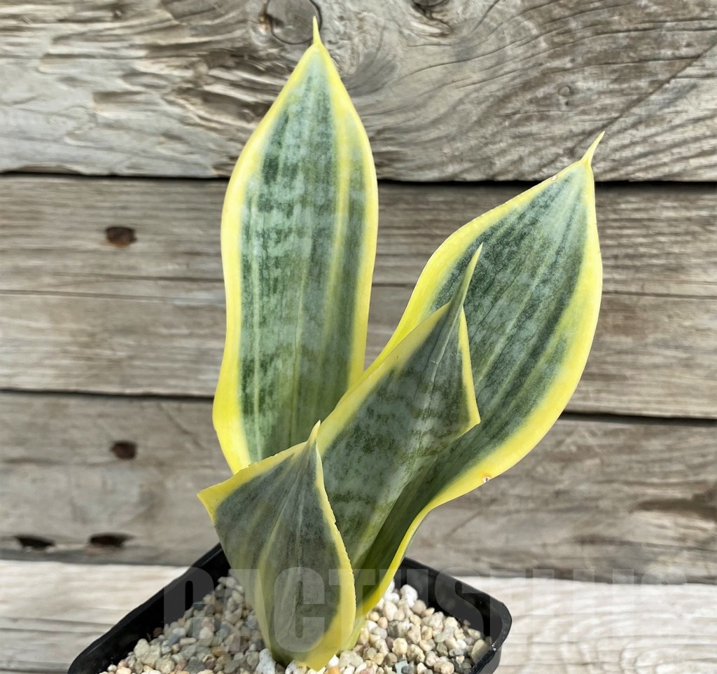 SH6480 Sansevieria trifasciata 'Yellow Thrive'