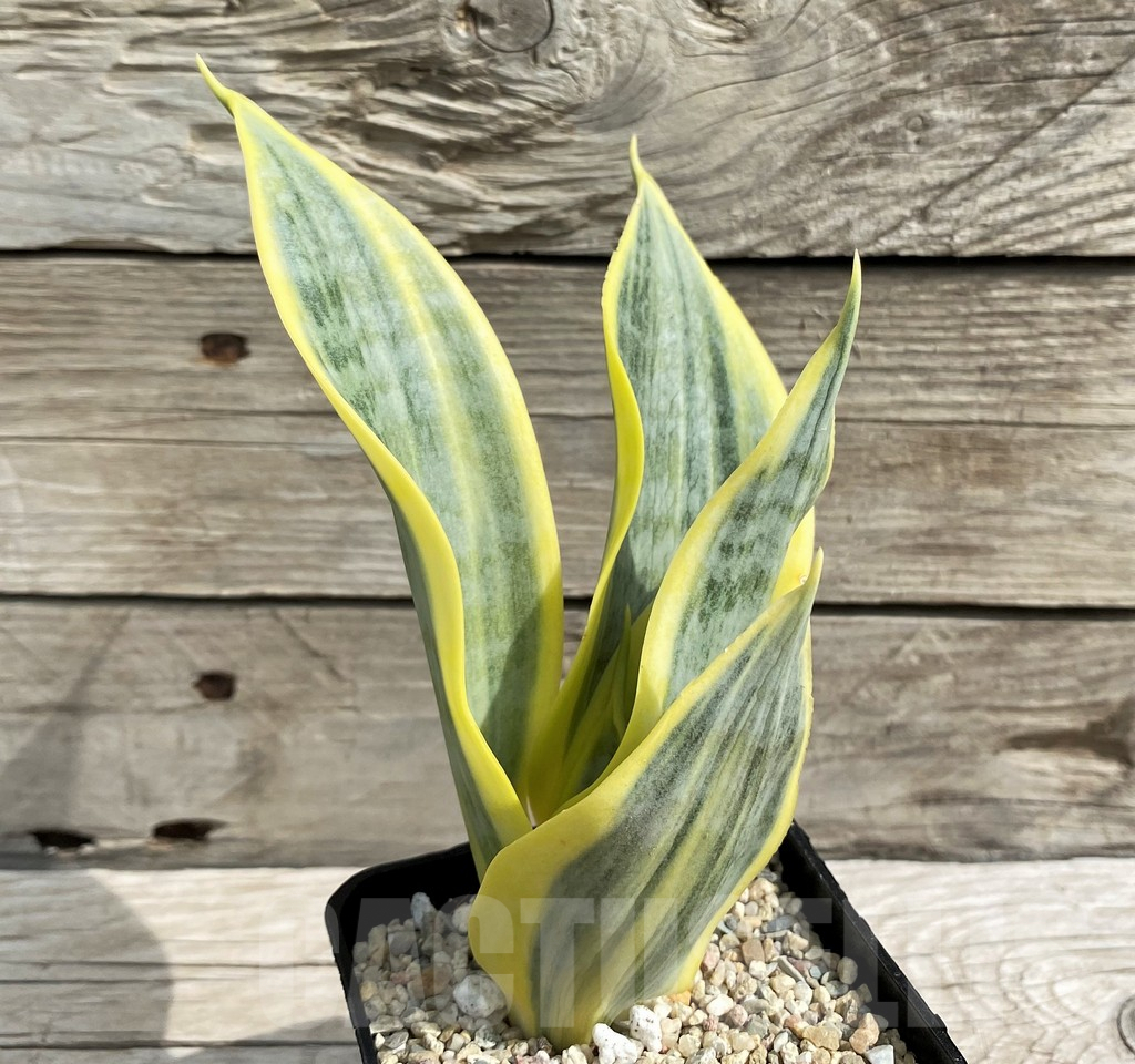 SH6480 Sansevieria trifasciata 'Yellow Thrive' - Image 2