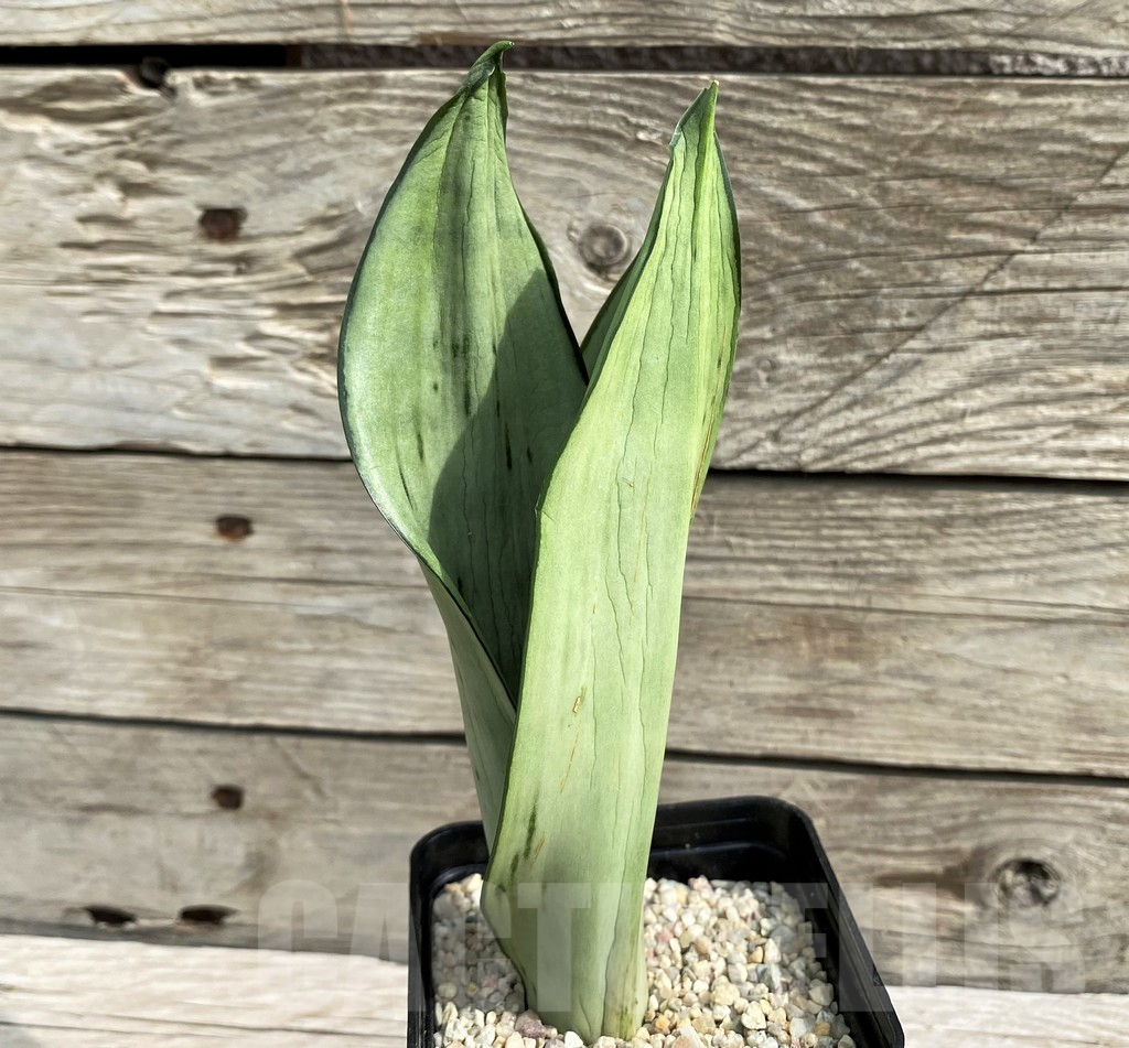 SH6481 Sansevieria trifasciata 'Brazilian' - immagine 3