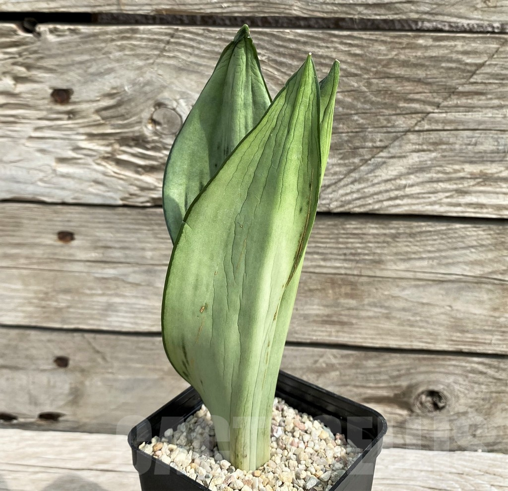 SH6481 Sansevieria trifasciata 'Brazilian' - immagine 2