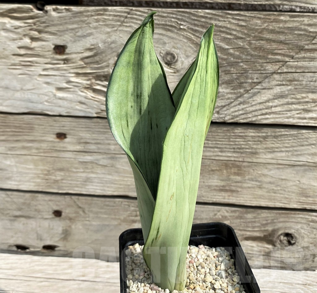 SH6481 Sansevieria trifasciata 'Brazilian'
